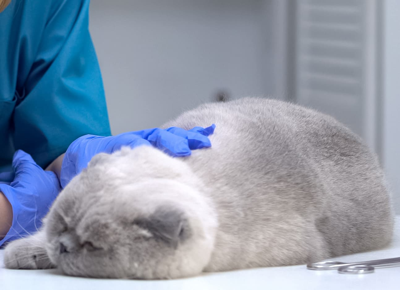 Loving Cat Care
