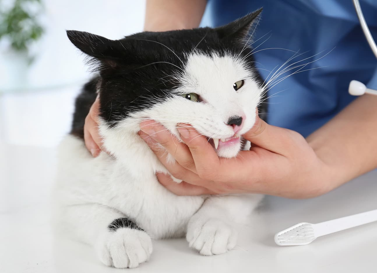 Exotic Pet Care