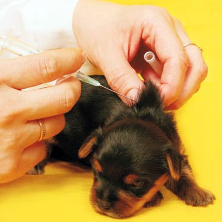 Dog Wellness