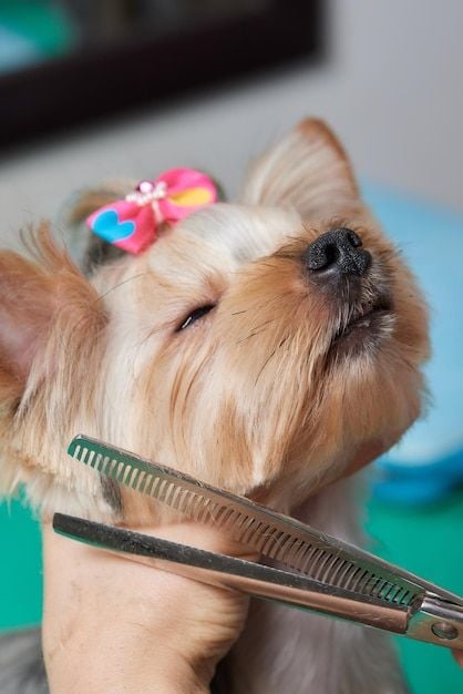 Pet Grooming
