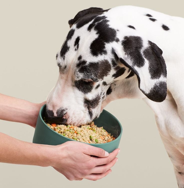 Pet Nutrition