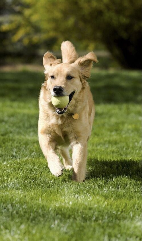 Pet Training